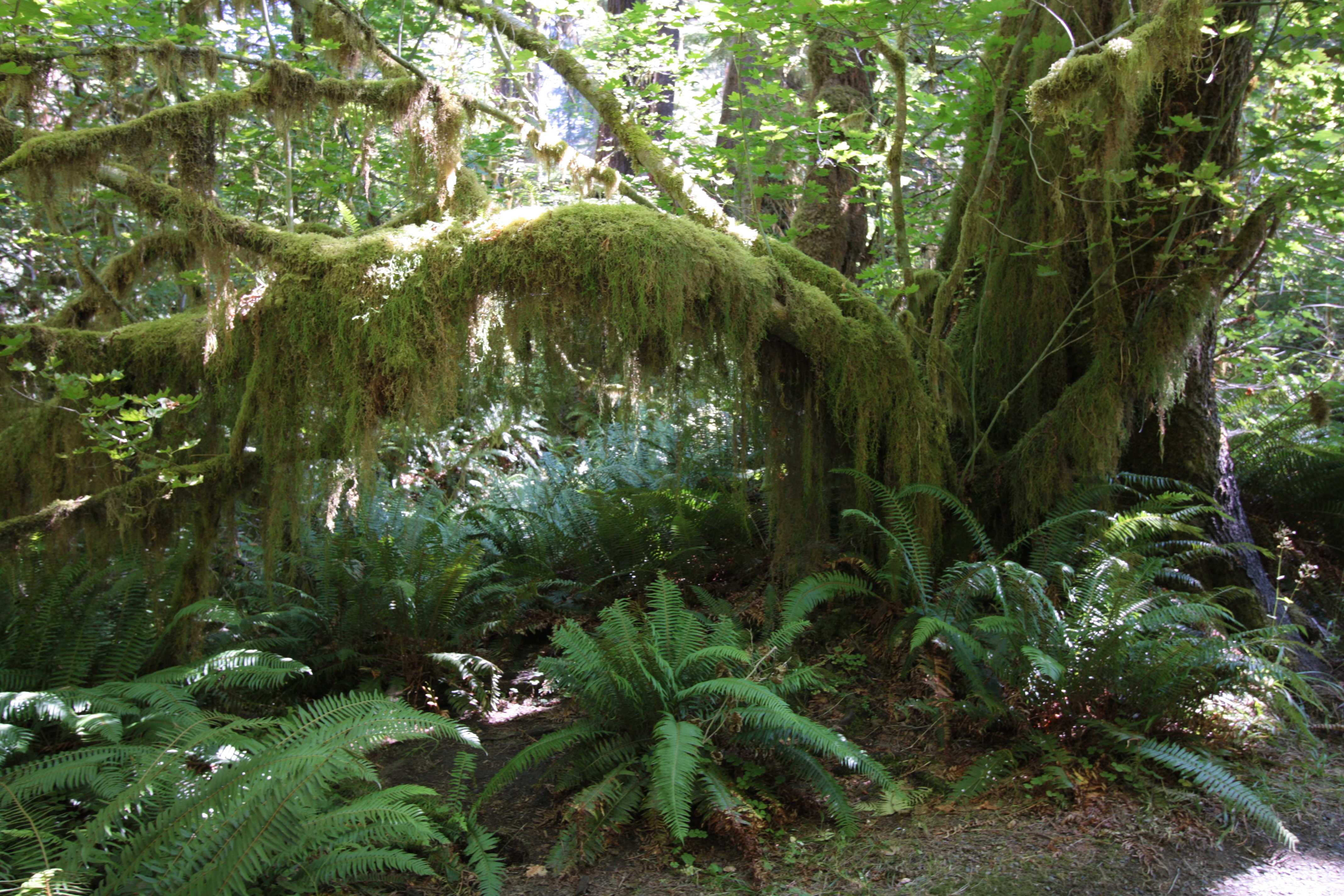 Olympic NP